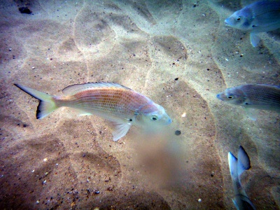 ウェイブ・ブレイク島で見られる魚